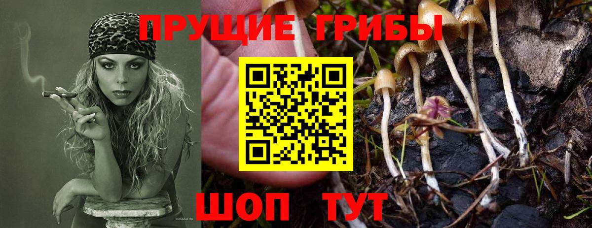 Псилоцибиновые грибы GOLDEN TEACHER  Вход с VPN  Новодвинск 